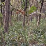 Ett pussel för dem med utmärkt syn: du måste hitta en tiger på 10 sekunder. Ett pussel för dem med utmärkt syn: du måste hitta