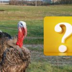 Bara en IQ-jätte kan hitta en sparv på 10 sekunder: testa dig själv Bara en IQ-jätte kan hitta en sparv på 10 sekunder: