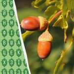 Endast 1 procent av befolkningen kan hitta ordet "ek" på 11 sekunder: ett förvånansvärt utmanande pussel Endast 1 procent av befolkningen kan hitta ordet ”ek” på