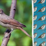 Endast personer med örnögon kan hitta ordet "näktergal" på 12 sekunder: ett knepigt pusselspel Endast personer med örnögon kan hitta ordet ”näktergal” på 12