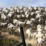 Ett pussel för dem med god syn: du måste hitta hunden på 3 sekunder. Ett pussel för dem med god syn: du måste hitta