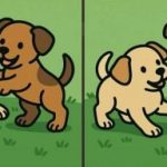 IQ-test: hitta 3 skillnader i bilderna av två hundvalpar på 51 sekunder IQ-test: hitta 3 skillnader i bilderna av två hundvalpar på