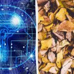 Snabbt trick IQ-test: hitta tre sköldpaddor bland löven på 9 sekunder Snabbt trick IQ-test: hitta tre sköldpaddor bland löven på 9