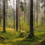 Vilket djur är dolt i bilden: bara ett fåtal personer kommer att gissa på 7 sekunder Vilket djur är dolt i bilden: bara ett fåtal personer